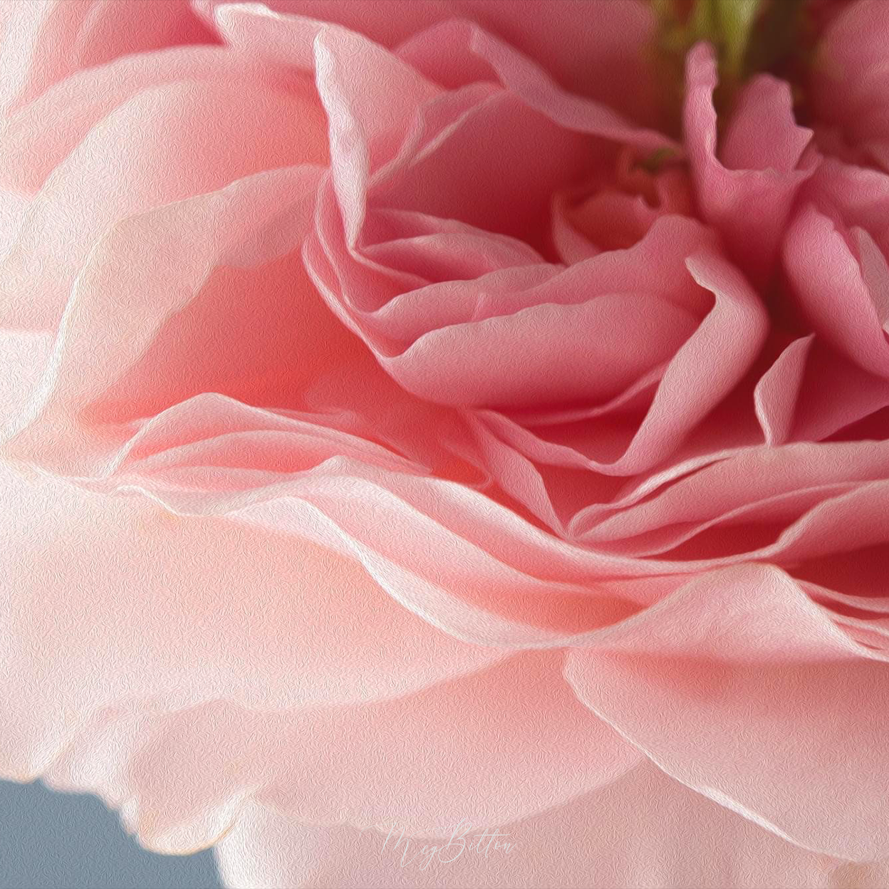 Foundations of Photographing Flowers - April 2022 - Meg Bitton Productions