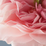 Foundations of Photographing Flowers - April 2022 - Meg Bitton Productions