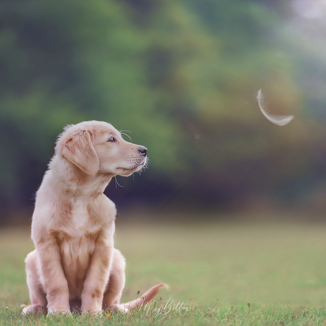 Foundations of Telling Your Tail - February 2022 - Meg Bitton Productions