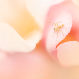 Donation Digital Image Download-Pastel Visitor - Meg Bitton Productions