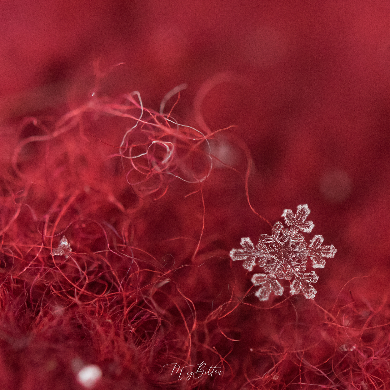 Donation Digital Image Download-Snowflake - Meg Bitton Productions