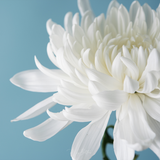 Donation Digital Image Download-Delicate Petals - Meg Bitton Productions