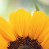 Donation Digital Image Download-Sunflower Peek - Meg Bitton Productions