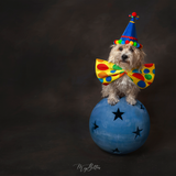 Donation Digital Image Download-Dodger - Meg Bitton Productions