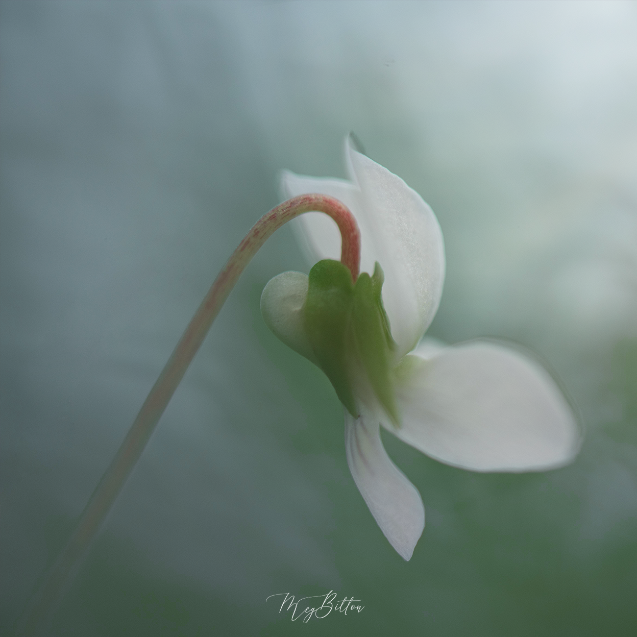 Donation Digital Image Download-Into Night - Meg Bitton Productions
