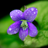 Donation Digital Image Download-Violet - Meg Bitton Productions