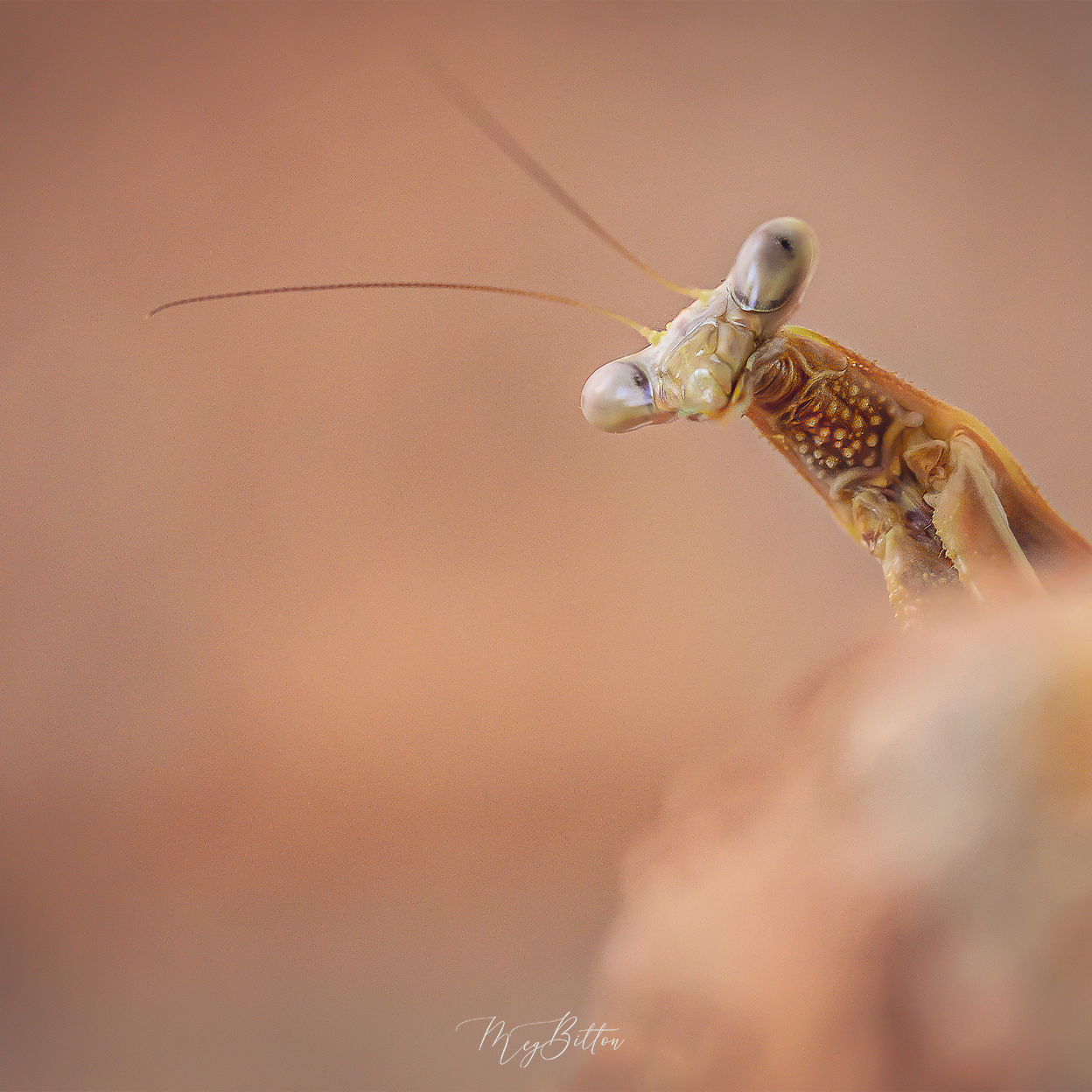 Donation Digital Image Download-Peeking - Meg Bitton Productions