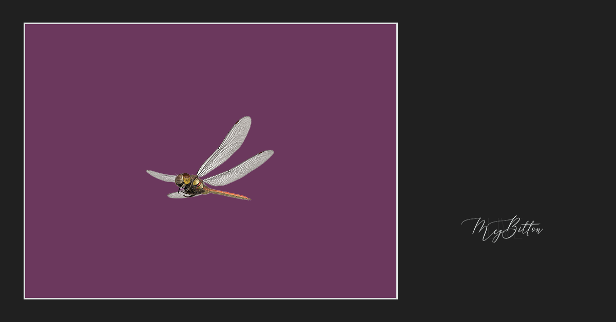 Magical Dragonfly Overlay - Meg Bitton Productions