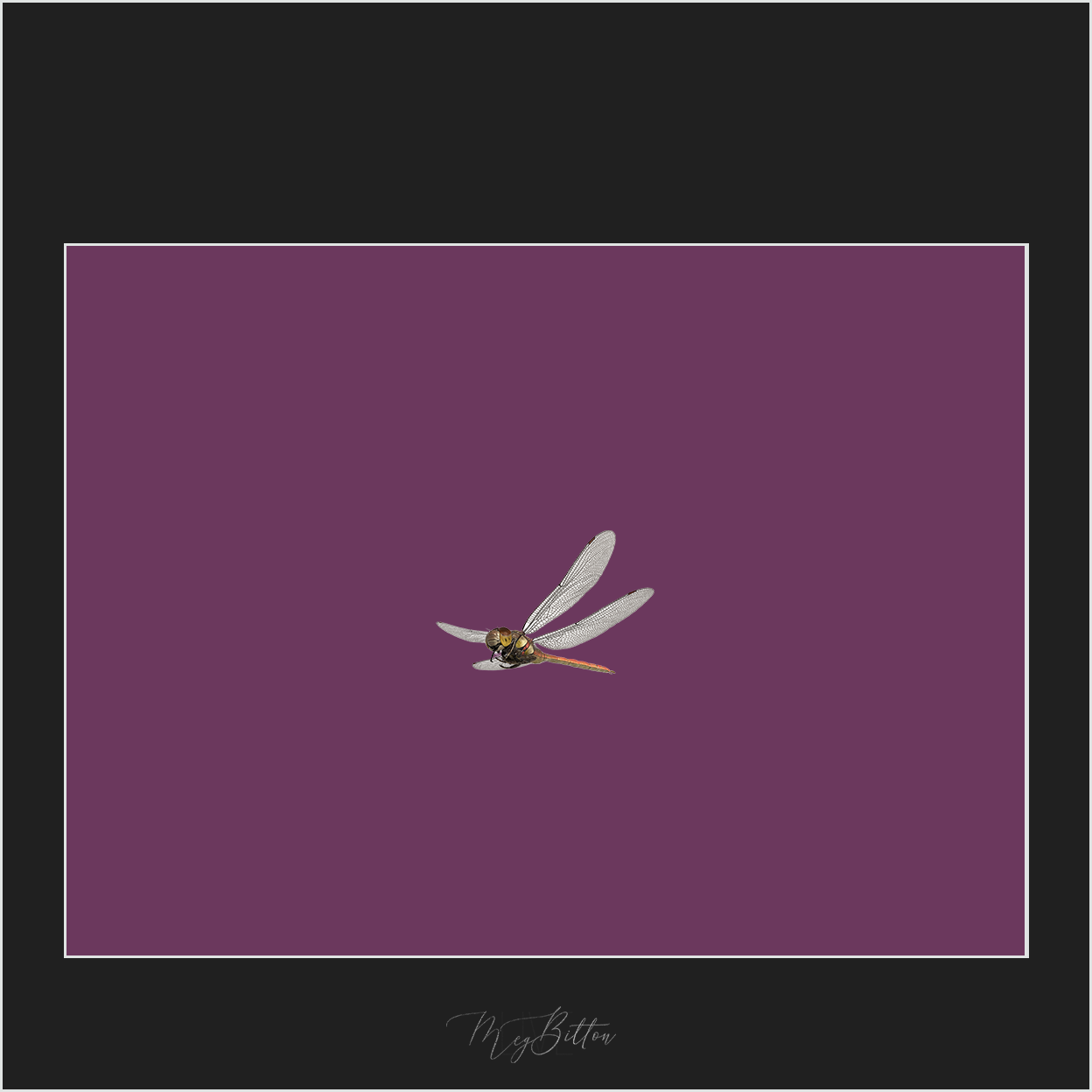 Magical Dragonfly Overlay - Meg Bitton Productions