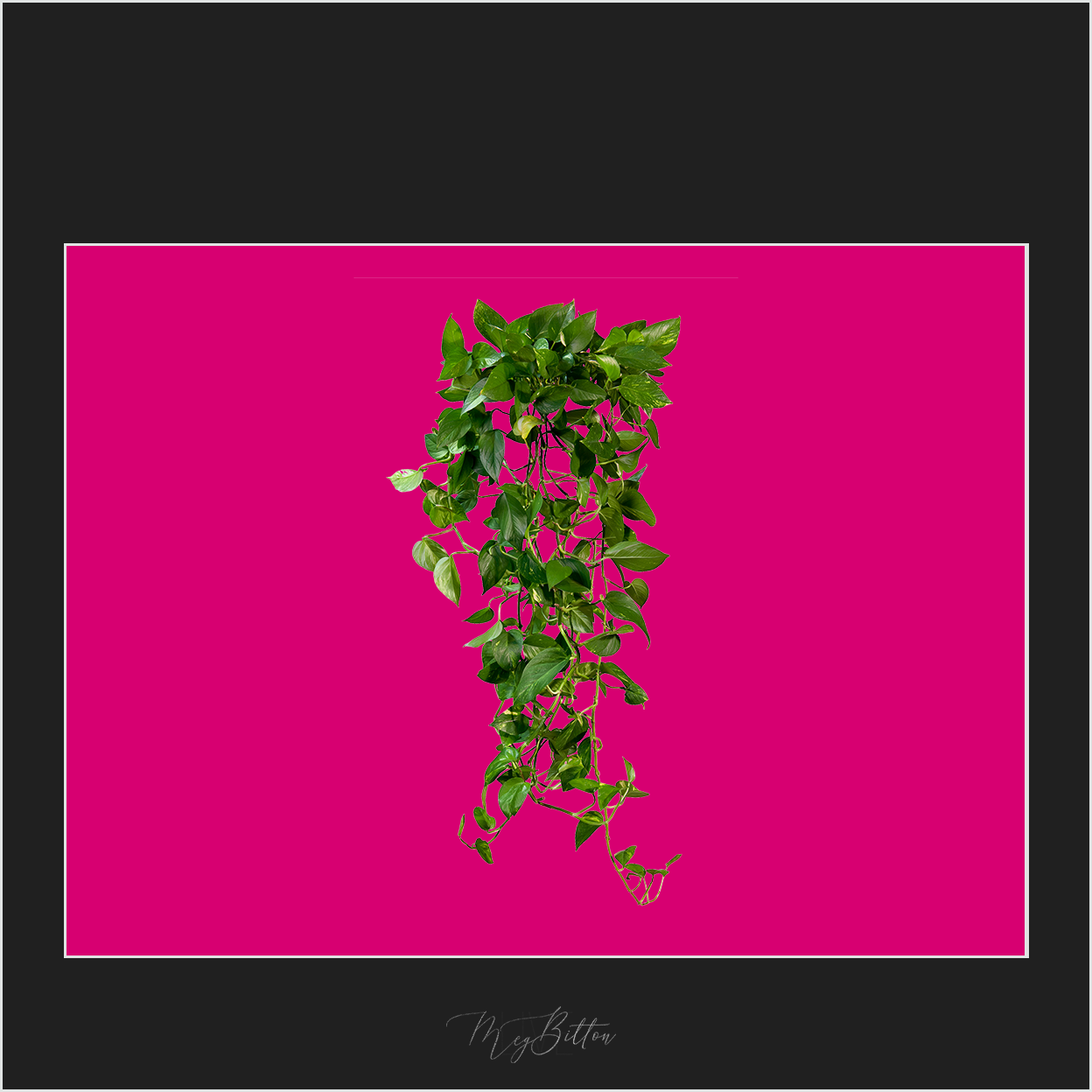 Magical Ivy Vines Overlay - Meg Bitton Productions