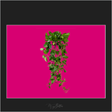 Magical Ivy Vines Overlay - Meg Bitton Productions