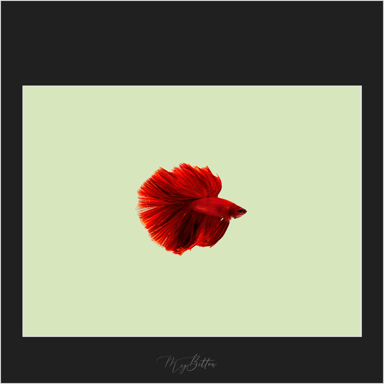 Magical Red Beta Fish Overlay - Meg Bitton Productions