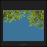 Magical Tree Branches Overlay - Meg Bitton Productions