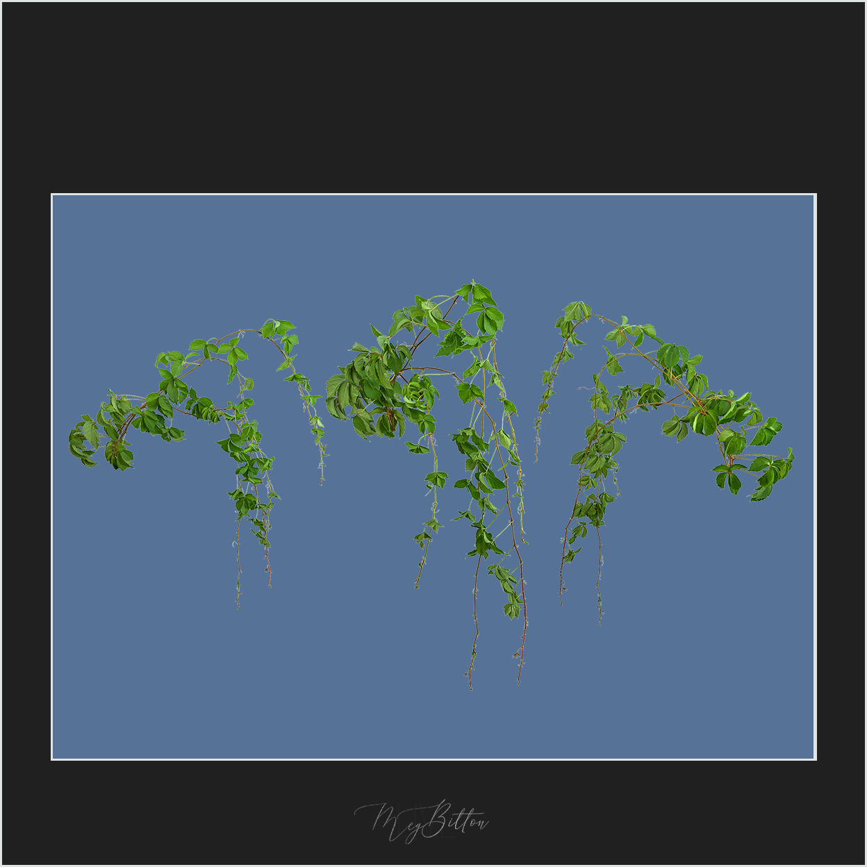 Magical Vines Overlay - Meg Bitton Productions
