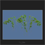 Magical Vines Overlay - Meg Bitton Productions