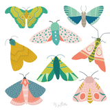 Moths - Meg Bitton Productions