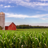 Digital Background: Corn Field - Meg Bitton Productions