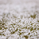 Digital Background: Cotton Grass - Meg Bitton Productions