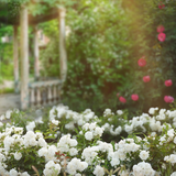 Digital Background: Garden Light - Meg Bitton Productions