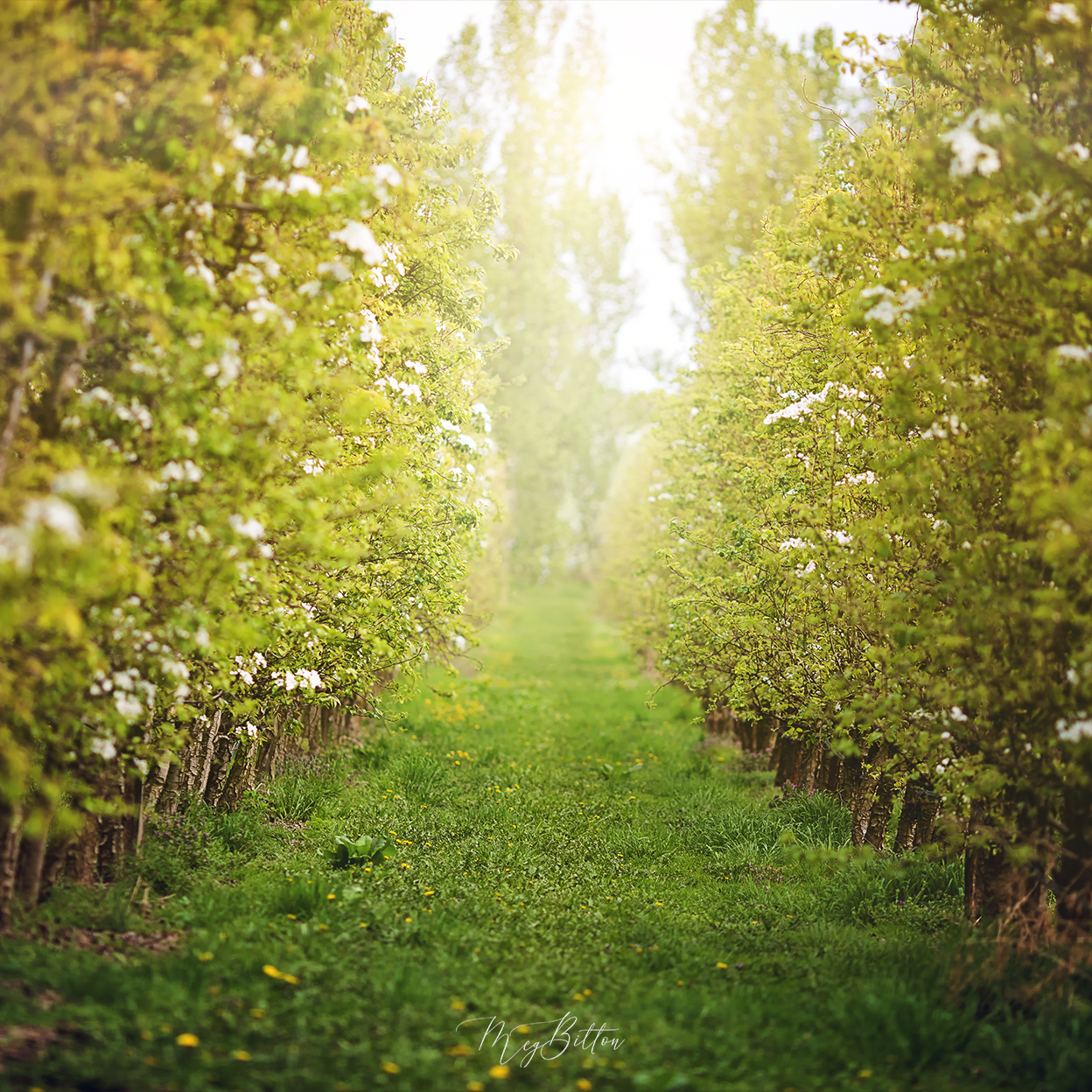 Digital Background: Orchard in Bloom - Meg Bitton Productions