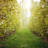 Digital Background: Orchard in Bloom - Meg Bitton Productions