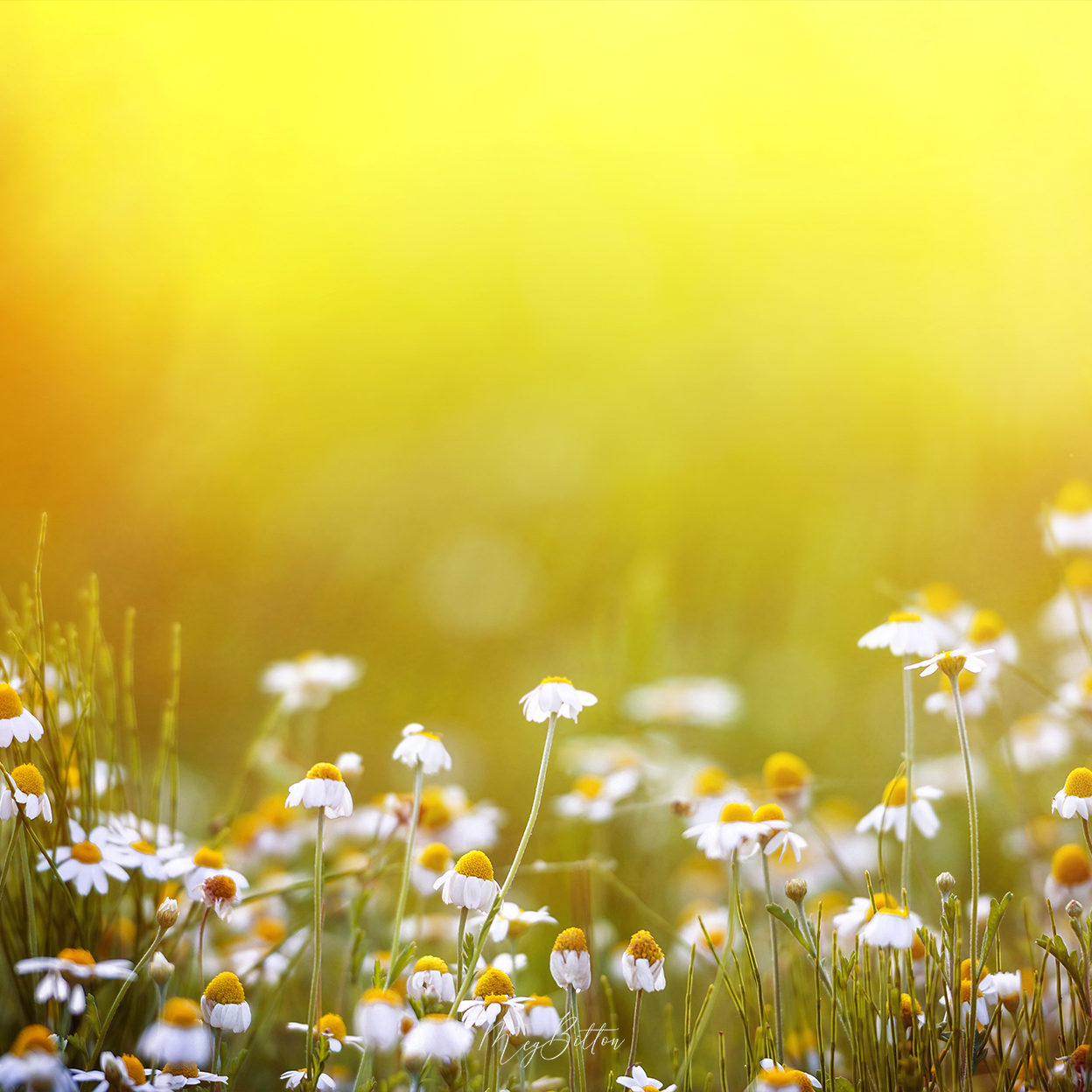 Digital Background: Summer Daisies - Meg Bitton Productions
