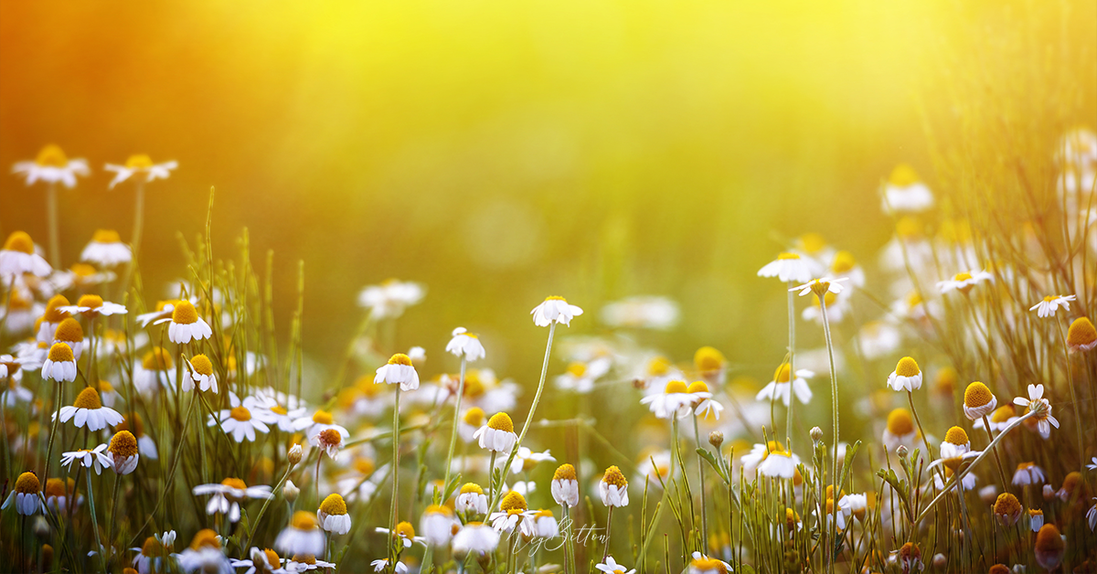 Digital Background: Summer Daisies - Meg Bitton Productions
