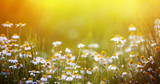 Digital Background: Summer Daisies - Meg Bitton Productions