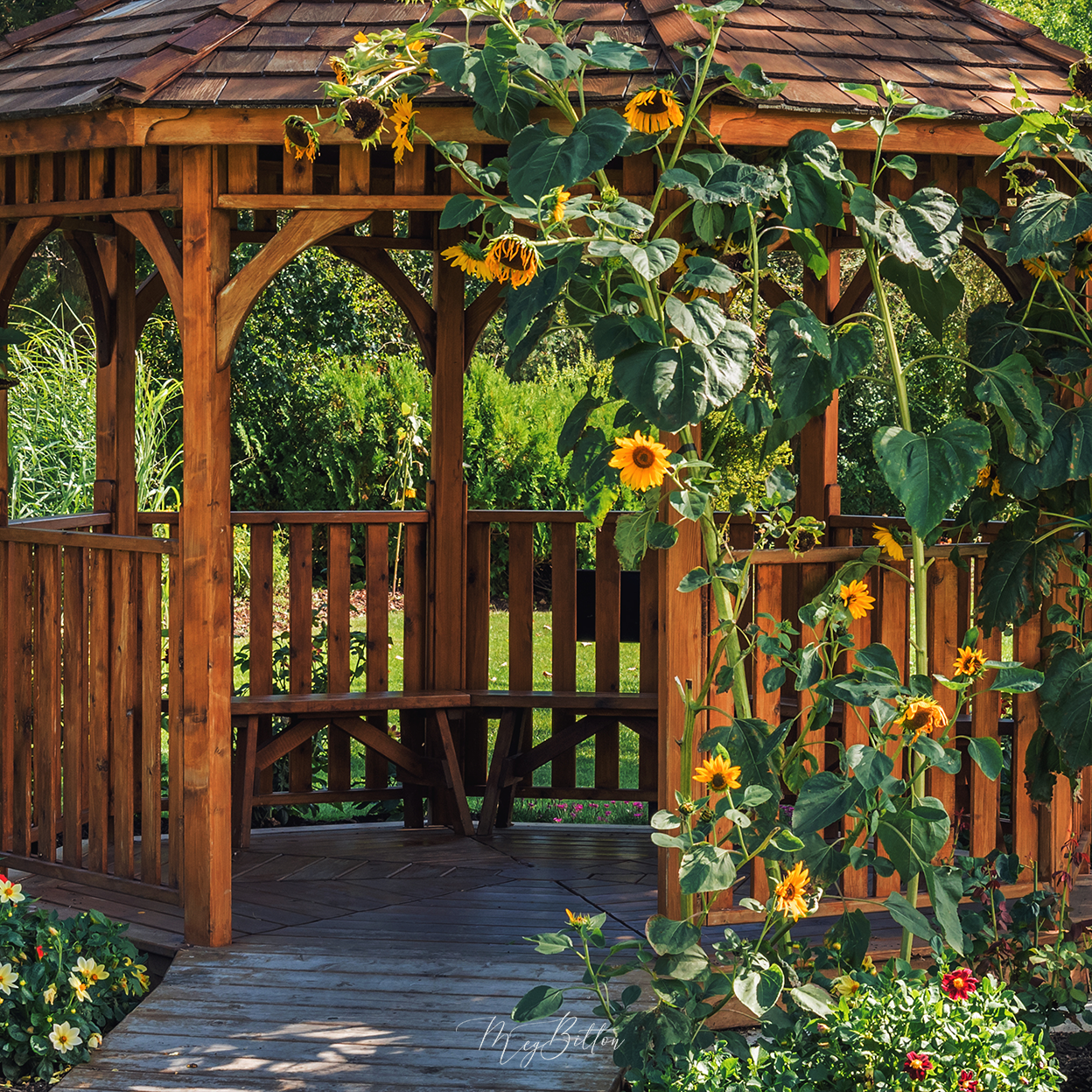 Digital Background: Sunflower Gazebo - Meg Bitton Productions