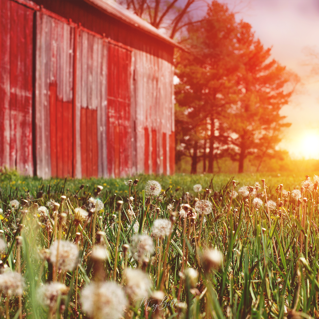 Digital Background: Sunset Barn - Meg Bitton Productions