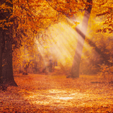 Digital Background: Warm Autumn Sun - Meg Bitton Productions
