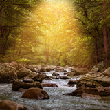 Digital Background: Warm Forest - Meg Bitton Productions