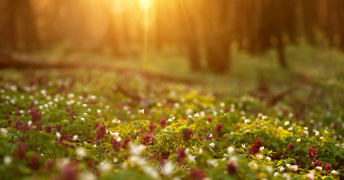 Digital Background: Warm Summer Meadow - Meg Bitton Productions