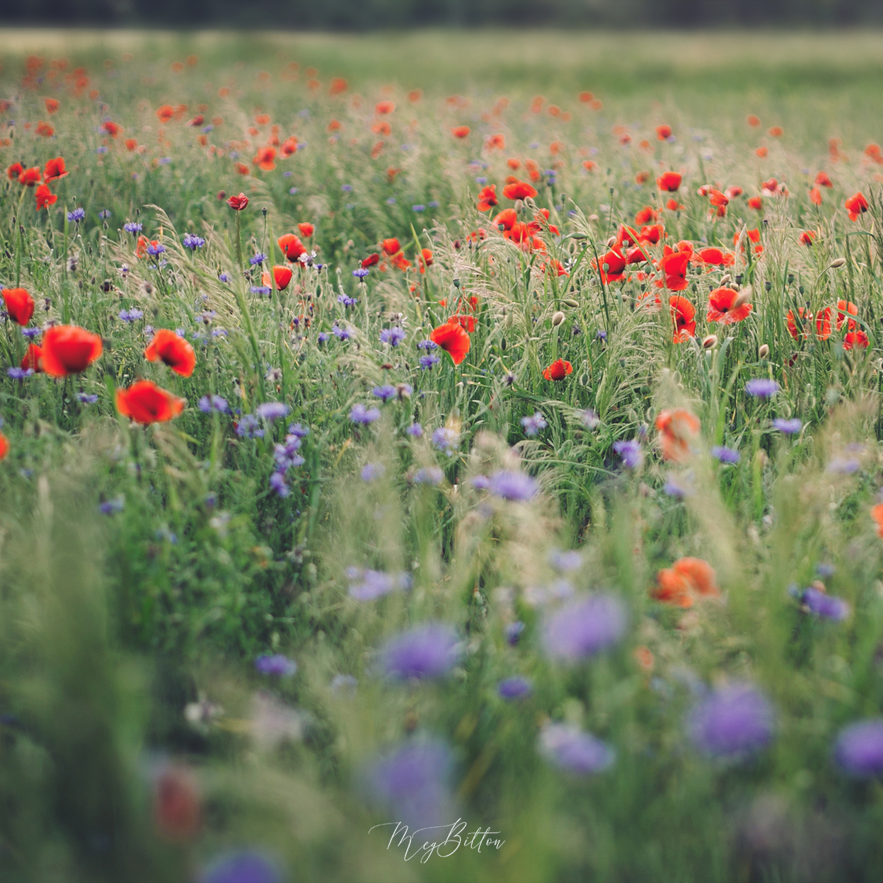 Digital Background: Wildflower Field - Meg Bitton Productions
