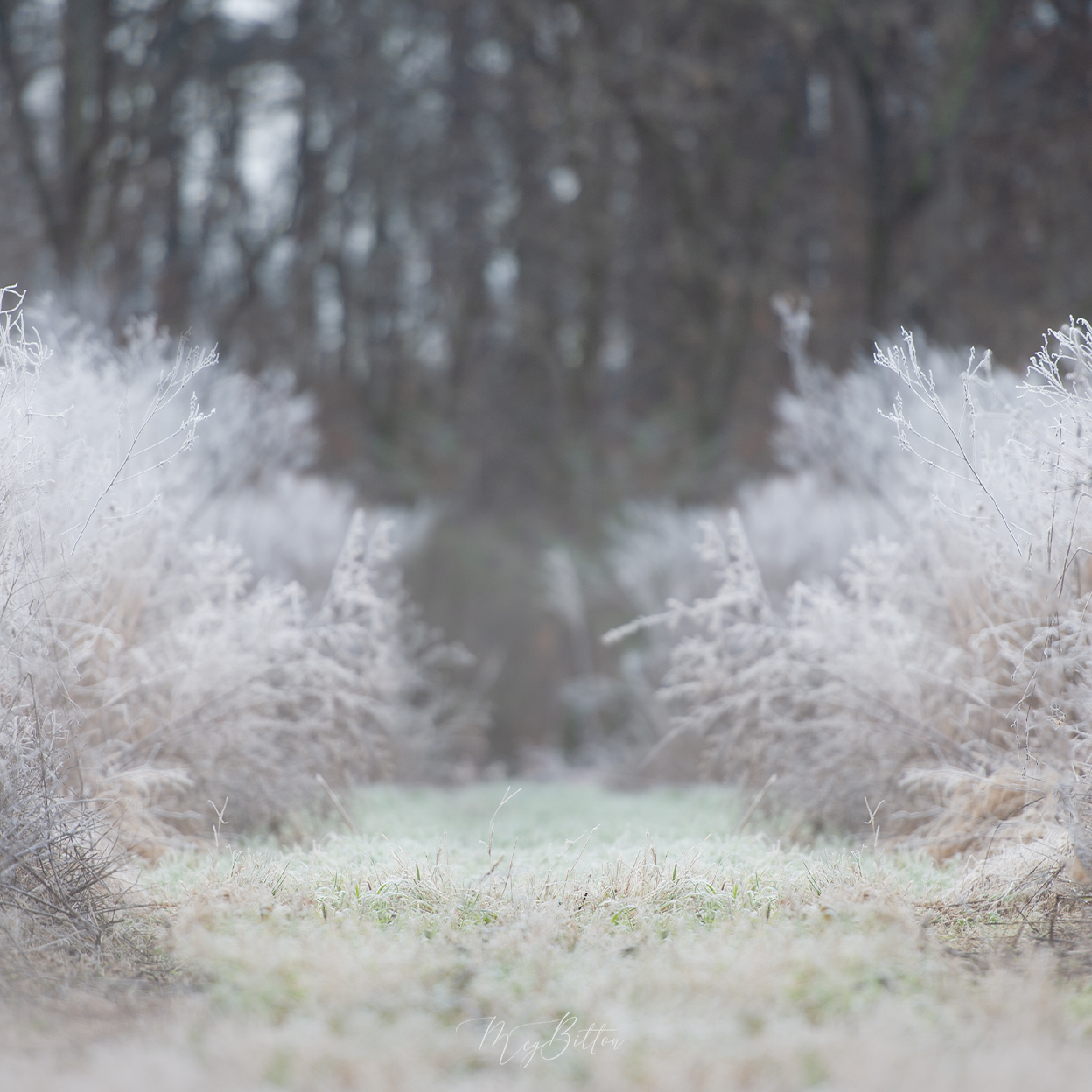 Digital Background: Morning Frost - Meg Bitton Productions