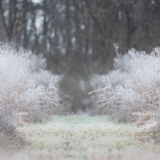 Digital Background: Morning Frost - Meg Bitton Productions