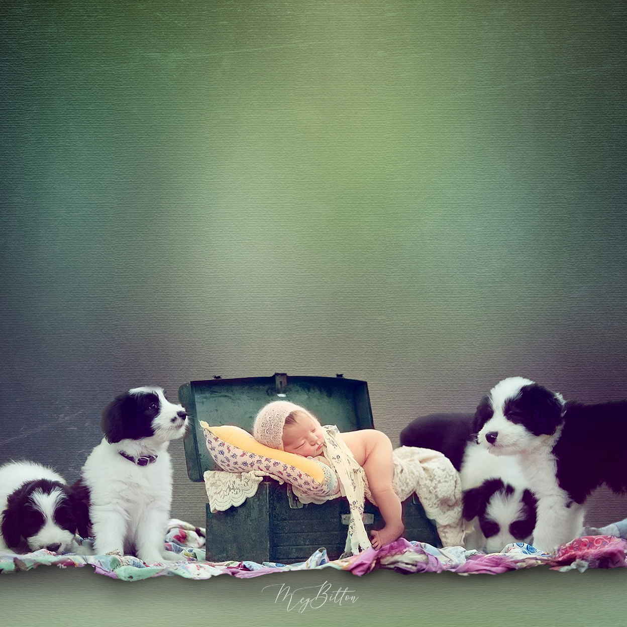 Digital Studio Backdrop: Puppy Breath - Meg Bitton Productions