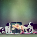 Digital Studio Backdrop: Puppy Breath - Meg Bitton Productions