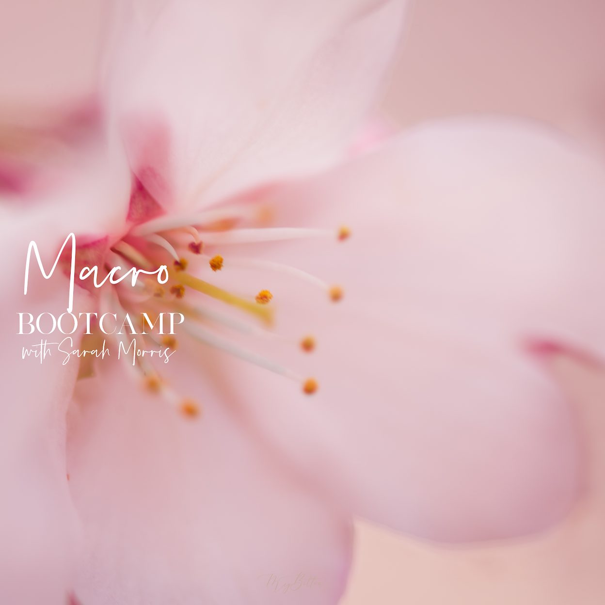 Macro Bootcamp - May 2019 - Meg Bitton Productions