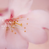 Macro Bootcamp - May 2019 - Meg Bitton Productions