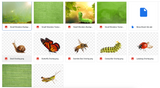 The Small Wonders Kit - Meg Bitton Productions