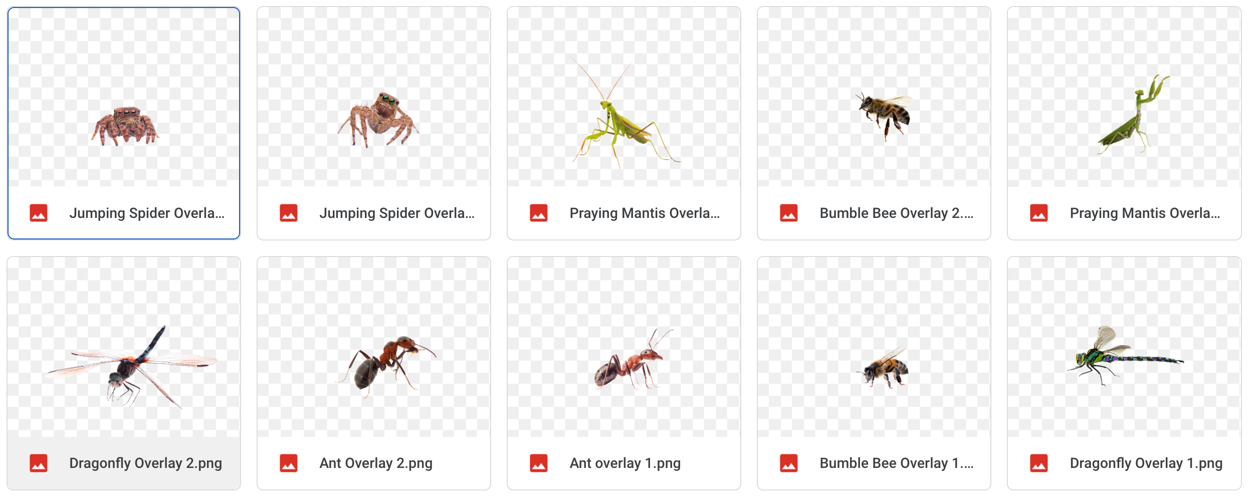 Magical Insects - Meg Bitton Productions