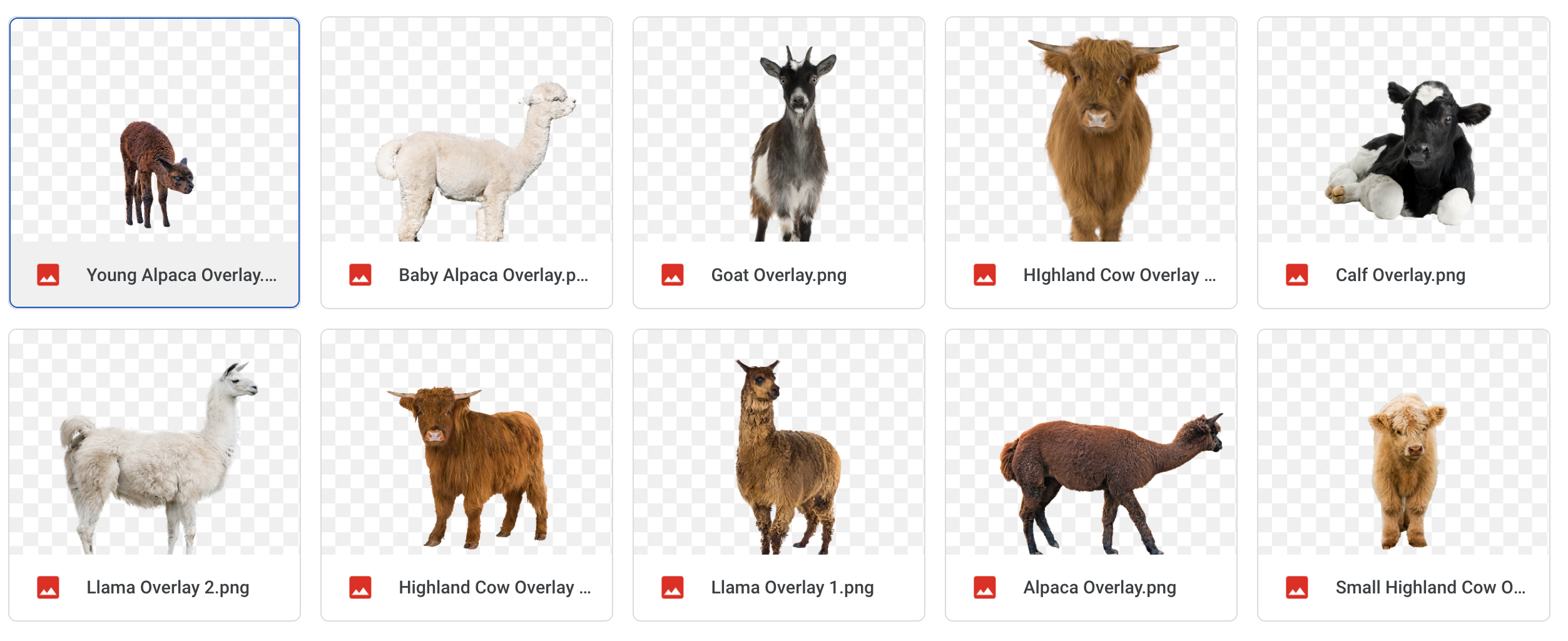 Magical Livestock - Meg Bitton Productions