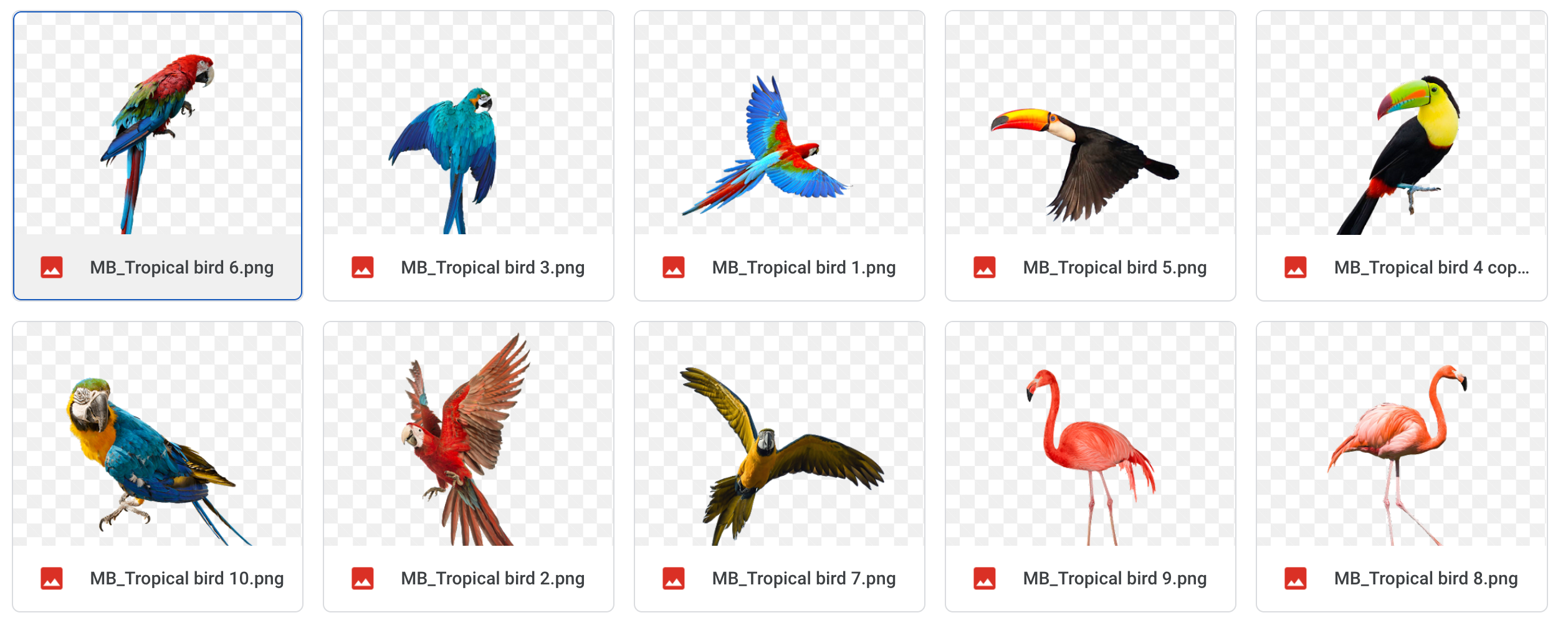 Magical Tropical Birds - Meg Bitton Productions
