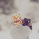 The Blizzard Bundle - Meg Bitton Productions