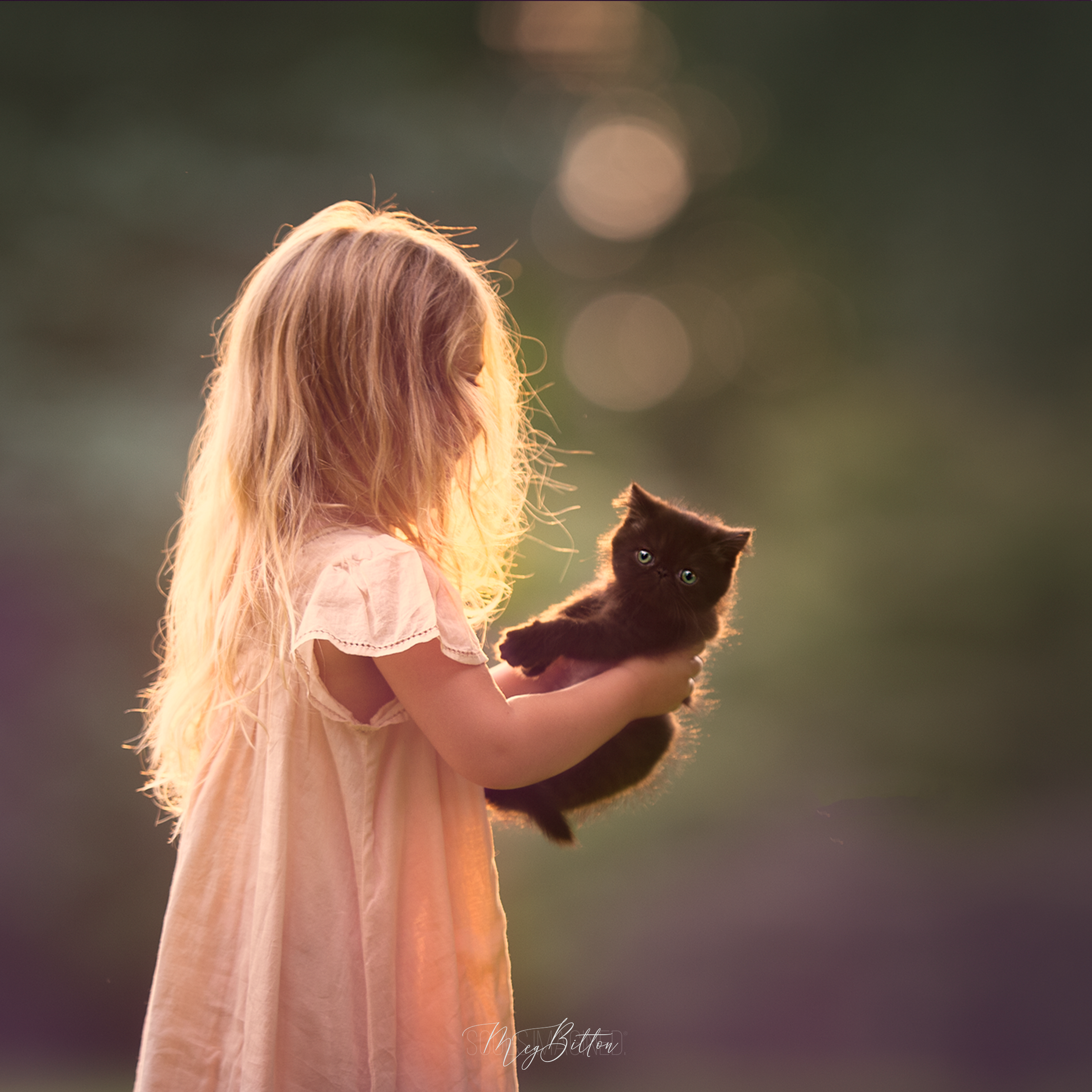 The Kitten Bundle - Meg Bitton Productions