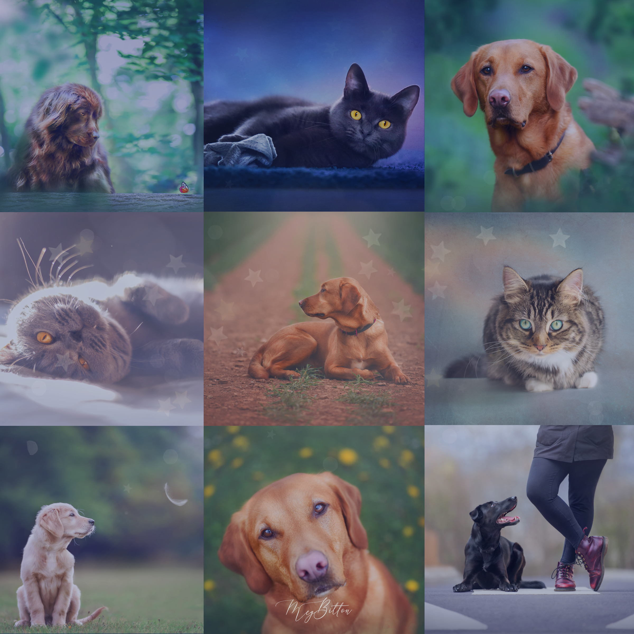 The Magic of Pet Portraiture - Meg Bitton Productions
