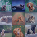 The Magic of Pet Portraiture - Meg Bitton Productions