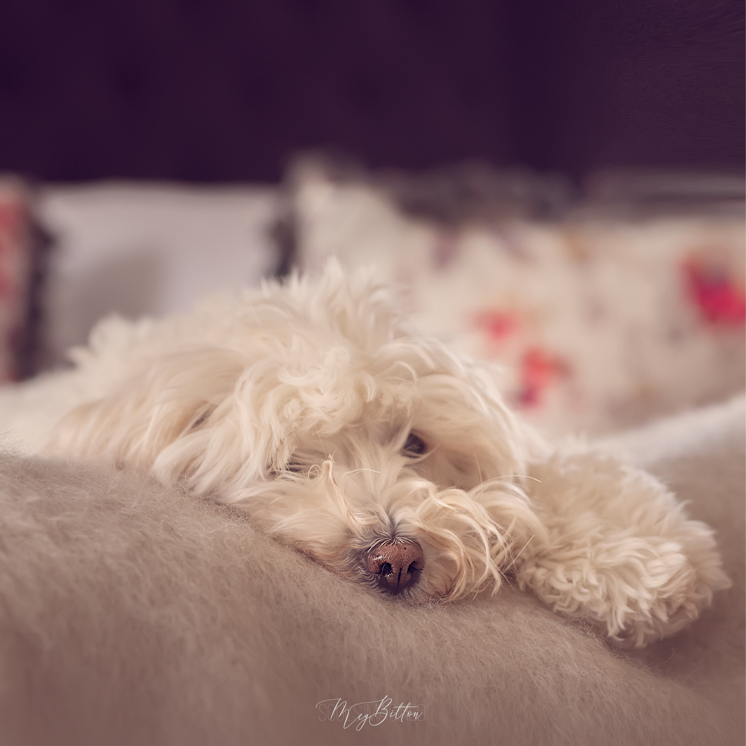 The Puppy Bundle - Meg Bitton Productions