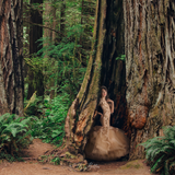 Hollow Tree Layered Digital Background - Meg Bitton Productions